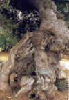 ulivo.jpg (81812 byte)